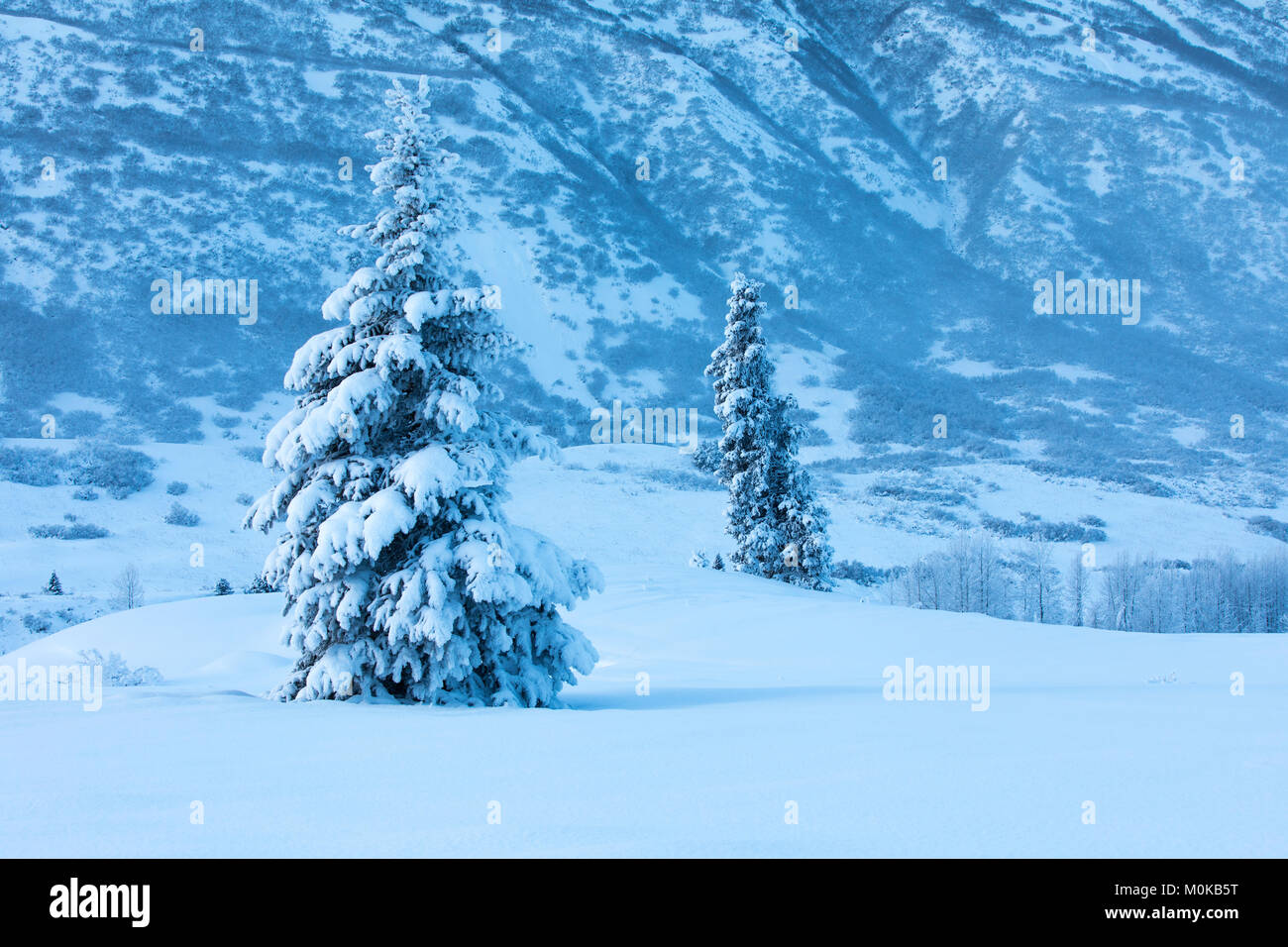 A single spruce tree covered in fresh snow stands in front of a mountainside blanketed in white snow, Turnagain Pass, Kenai Peninsula, South-centra... Stock Photo
