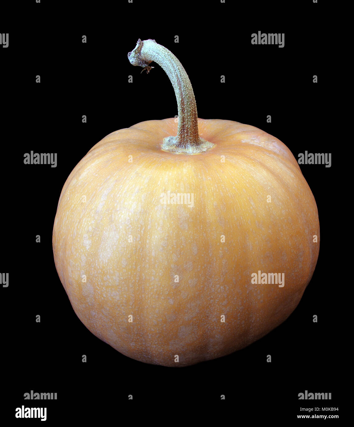 close-up of pumpkin isolated on black,vertical composition Stock Photo