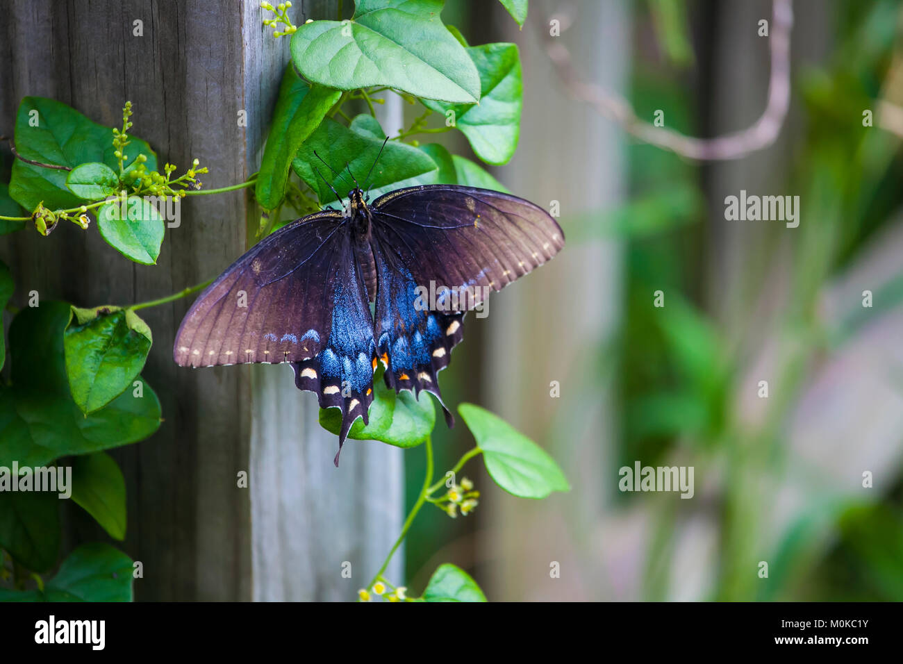 Blue butterfly resting on a vine growing along a fence post; Waco