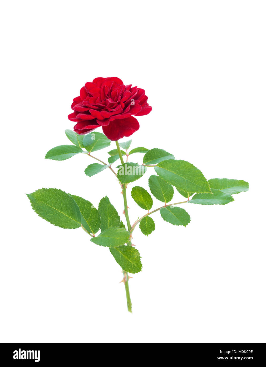 Red rose isolated on a white background Stock Photo - Alamy