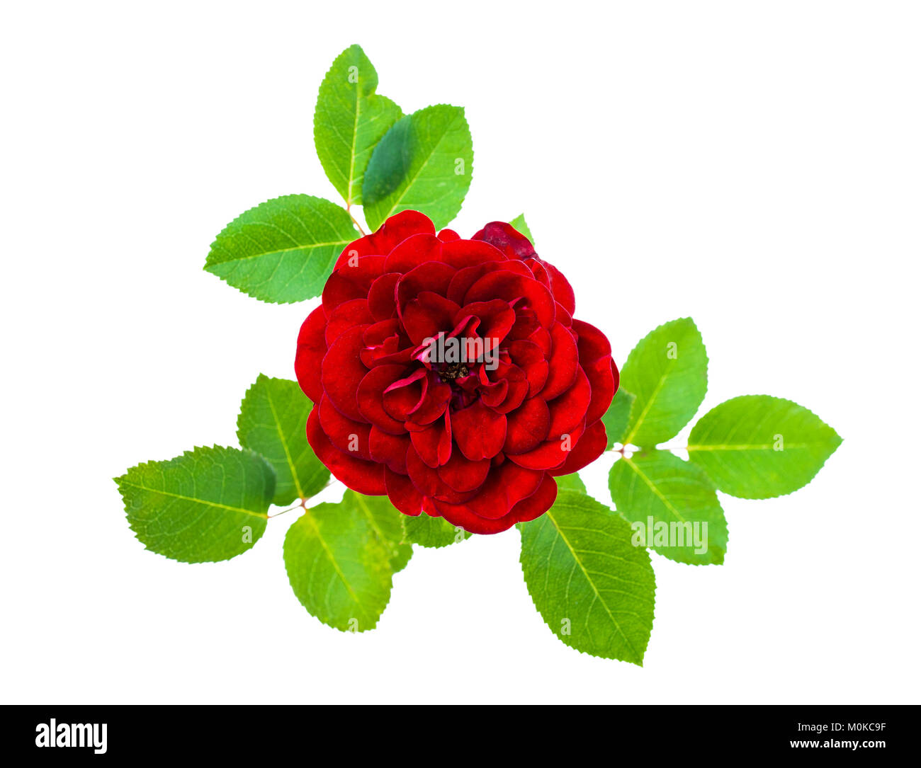 Red rose isolated on a white background Stock Photo - Alamy