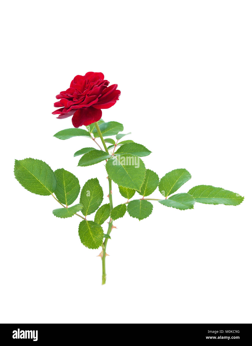 Red rose isolated on a white background Stock Photo - Alamy