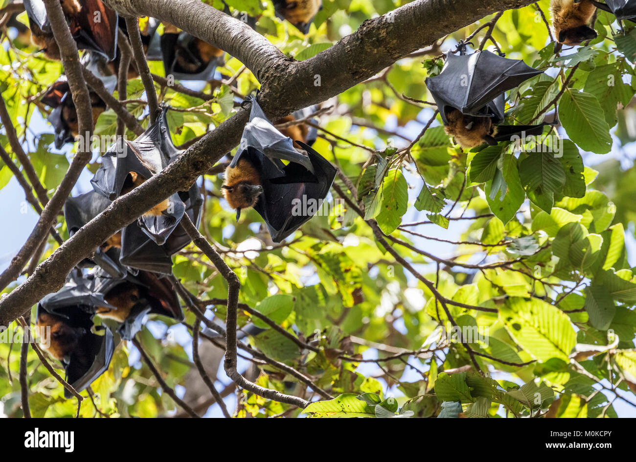 Fruit bats in trees; Siem Reap, Cambodia Stock Photo
