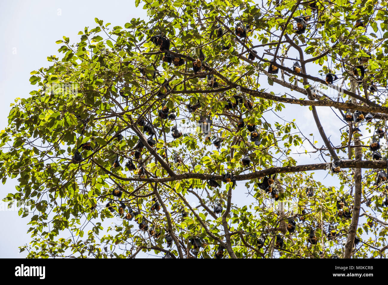 Fruit bats in a tree; Siem Reap, Cambodia Stock Photo