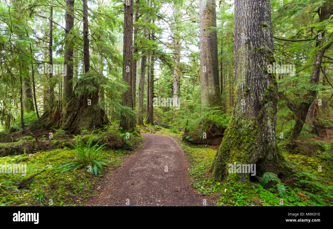 Golden Spruce Trail, Port Clement; Haida Gwaii, British Columbia, Canada Stock Photo