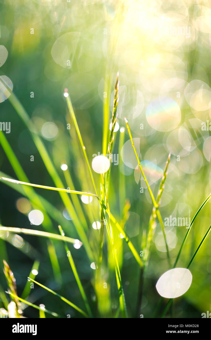 Closeup of blades of grass wet with water droplets reflecting sunlight
