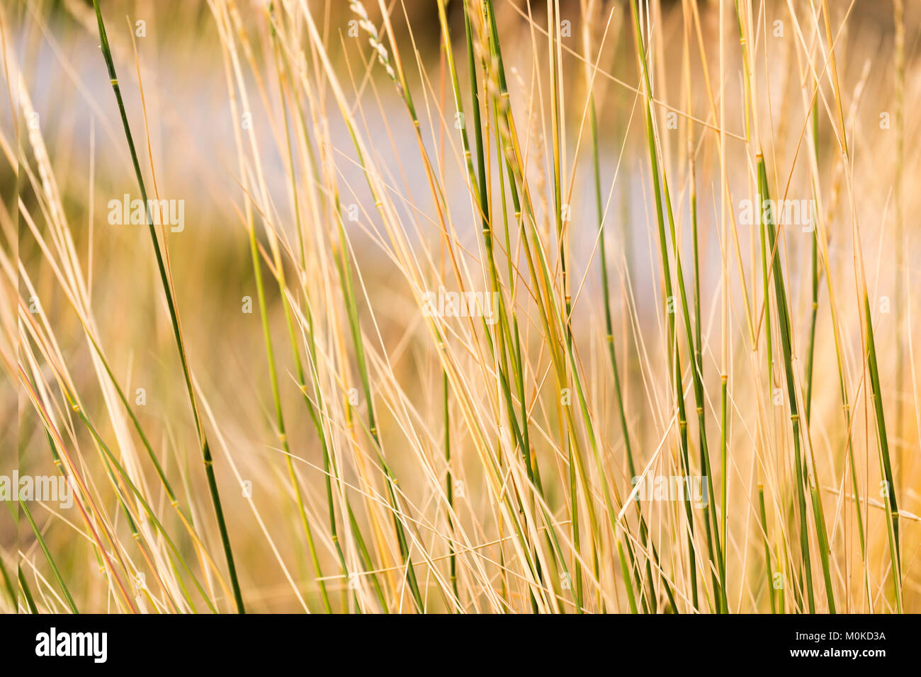 Tall grass close up hi-res stock photography and images - Alamy