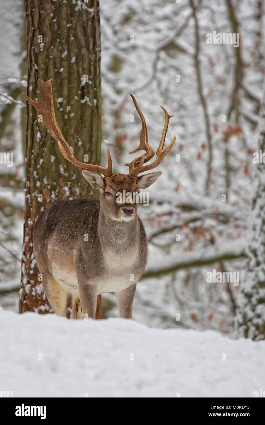Fallow deer in winter Stock Photo