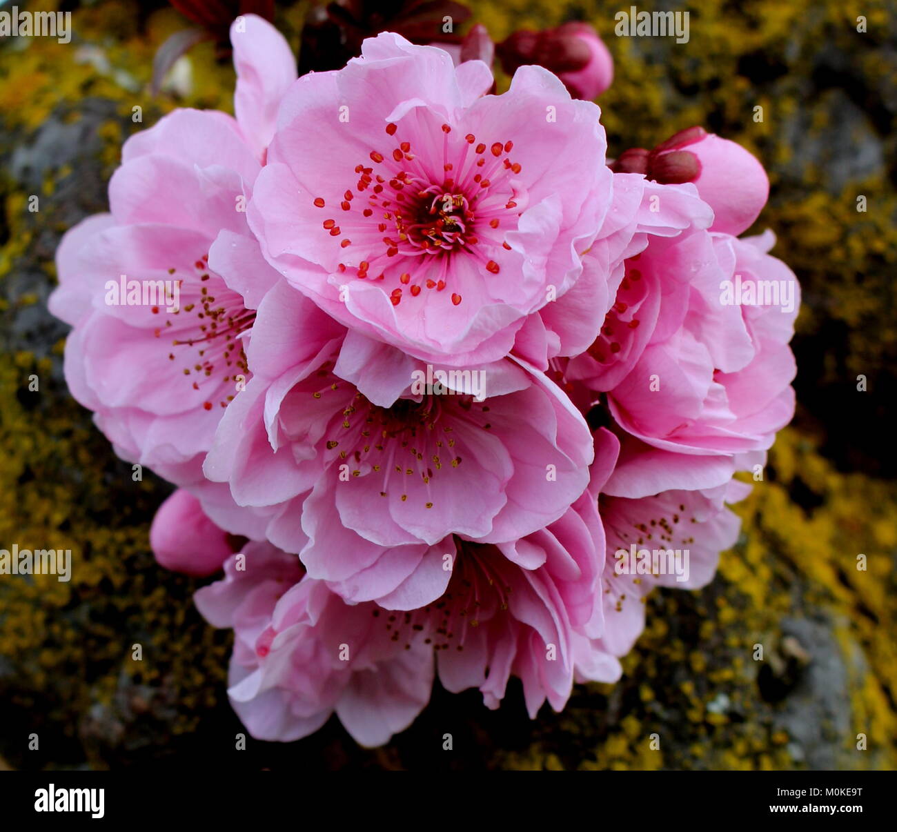 Pink Cherry Blossoms on Cherry Tree Trunk Stock Photo Alamy