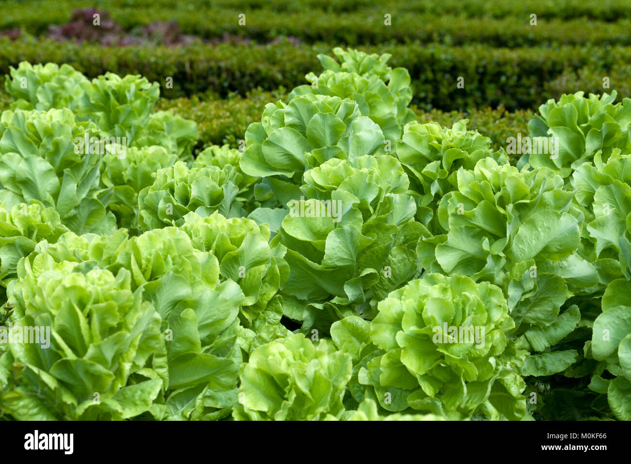Field Of Green Frisee Lettuce Growing In Rows Stock Photo Alamy