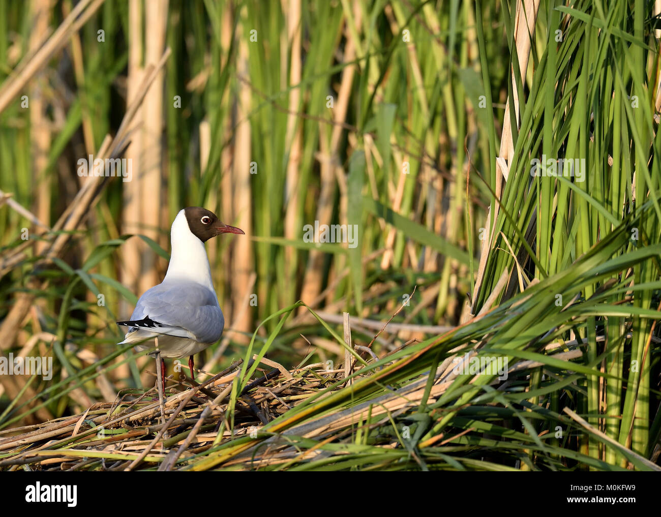 The black-headed gull ( larus ridibundus ) Green Natural Background Stock Photo
