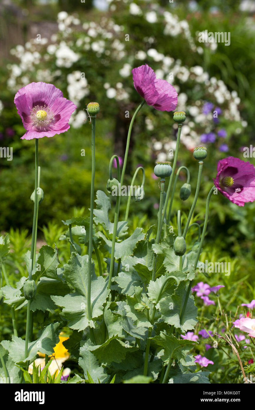a purple poppy on a soft green background Stock Photo - Alamy