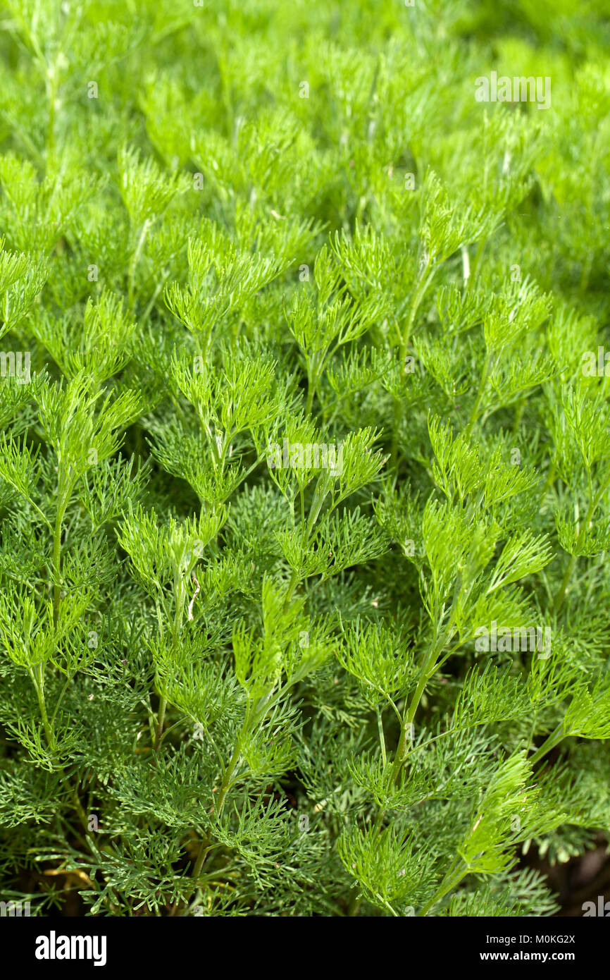 Fresh dill in garden Stock Photo Alamy