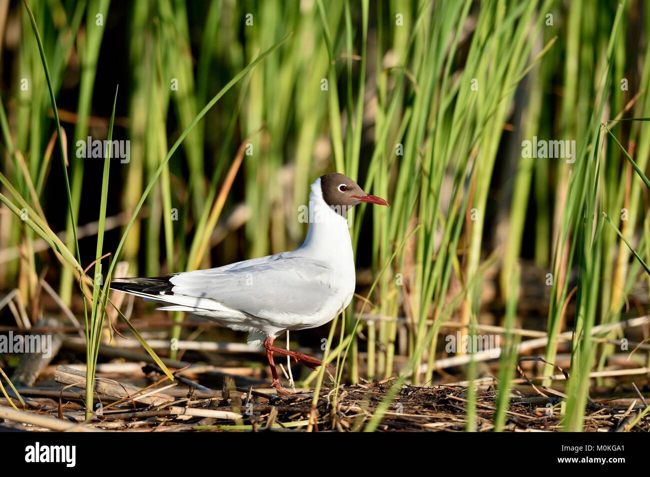 The black-headed gull ( larus ridibundus ) Green Natural Background Stock Photo