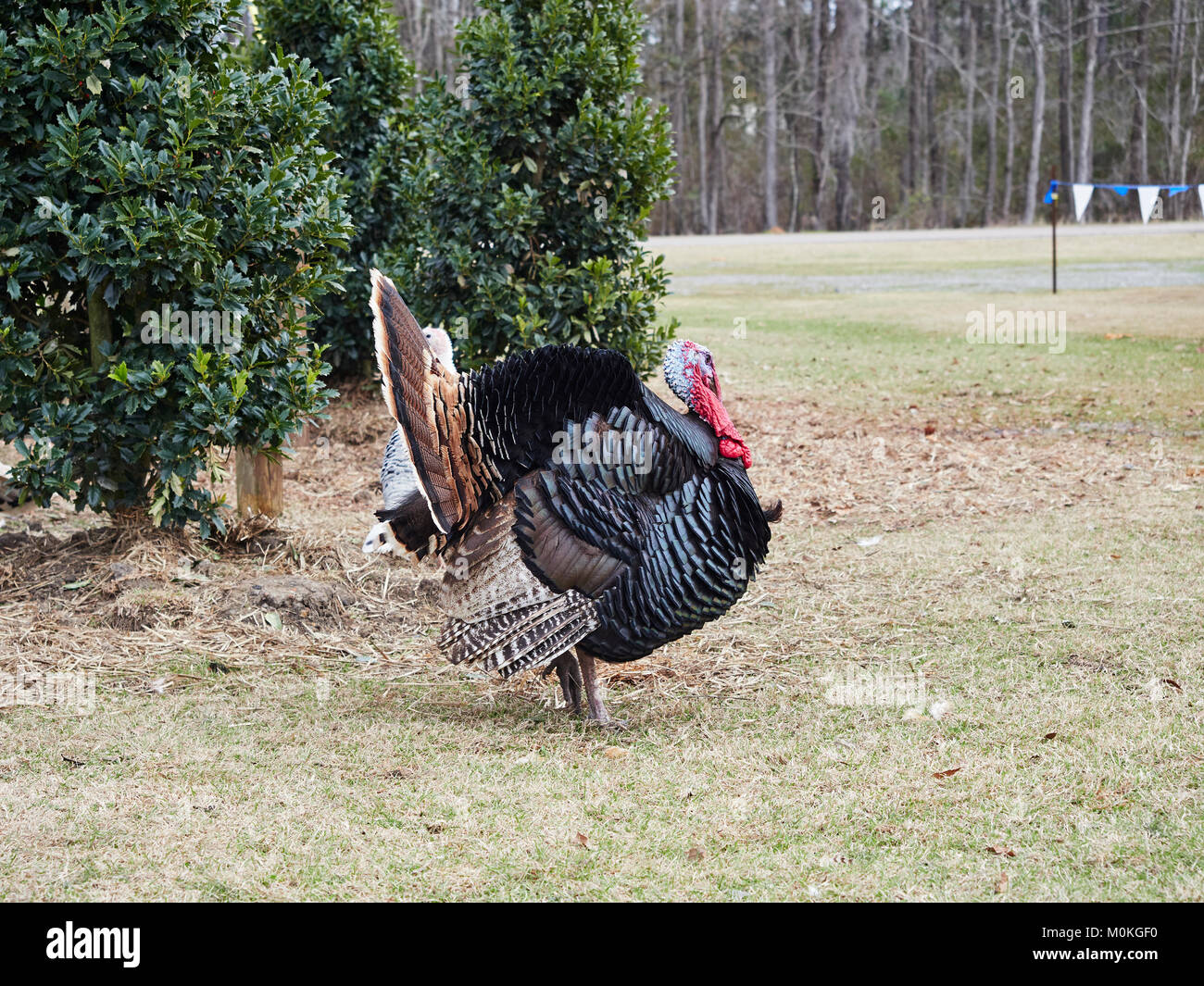 Male or Tom turkey strutting in the farm yard as a free range bird in the meleagris genus, phasianidae family and galliformes order of wildlife. Stock Photo