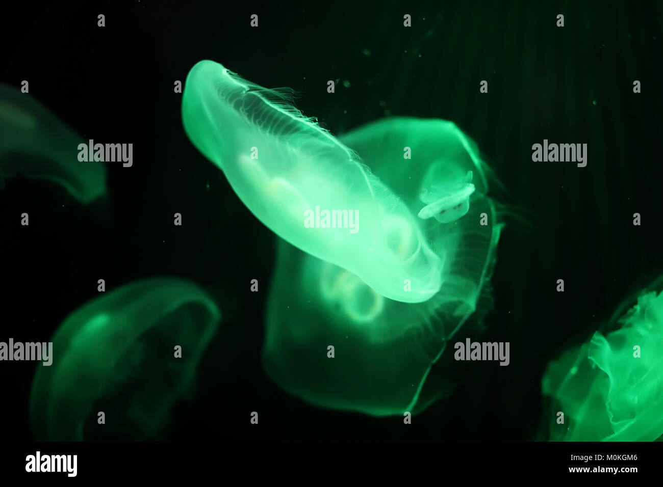 Multicolored jellyfish swim under water Stock Photo - Alamy