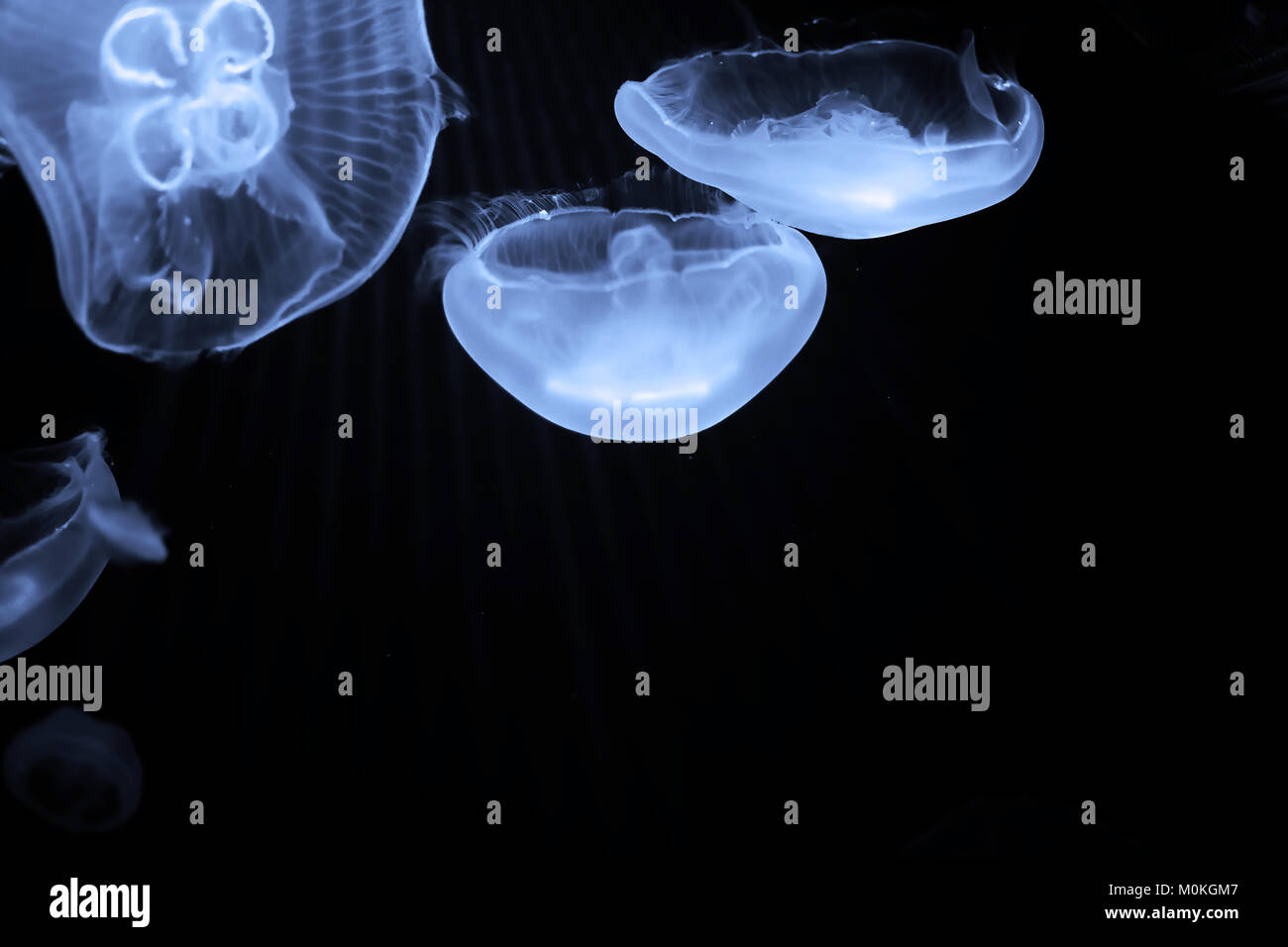 Blue jellyfish swim under water Stock Photo - Alamy