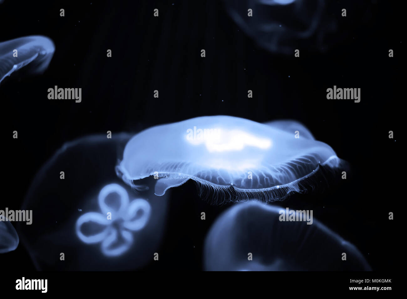 Blue jellyfish swim under water Stock Photo - Alamy