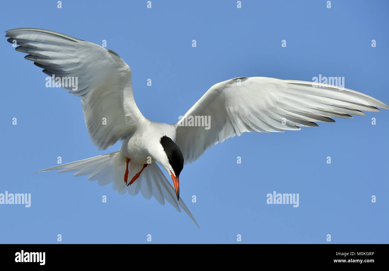 Closeup Portrait of Common Tern (Sterna hirundo). Adult common tern in flight on the blue sky background. Blue Sky background Stock Photo