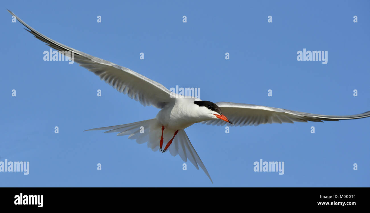 Closeup Portrait of Common Tern (Sterna hirundo). Adult common tern in flight on the blue sky background. Blue Sky background Stock Photo