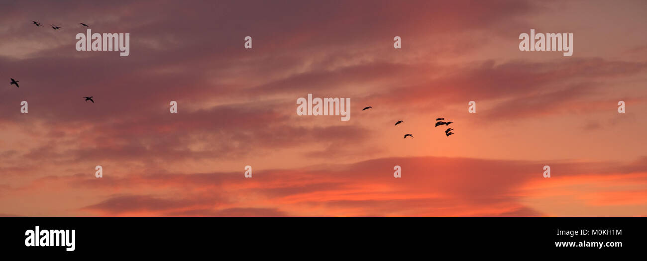 A flock of geese flying at sunset against a beautiful background of pink and purple clouds with the sun rays shooting up with copy space Stock Photo