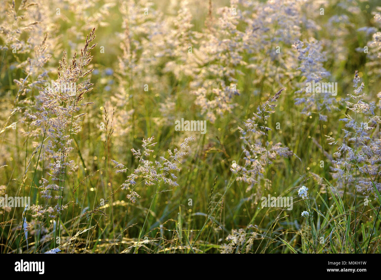 Abstract background by Grass lit by the sun against an autumn meadow background. Plants in deep forest day time rays Stock Photo