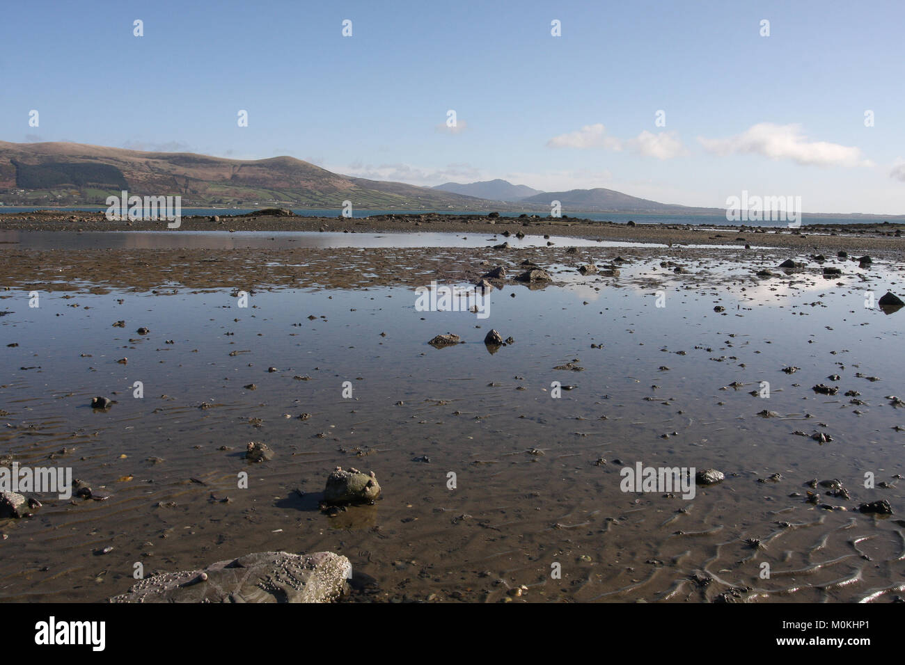 Low tide at Carlingford Lough, Carlingford, County Louth Ireland Stock Photo Alamy