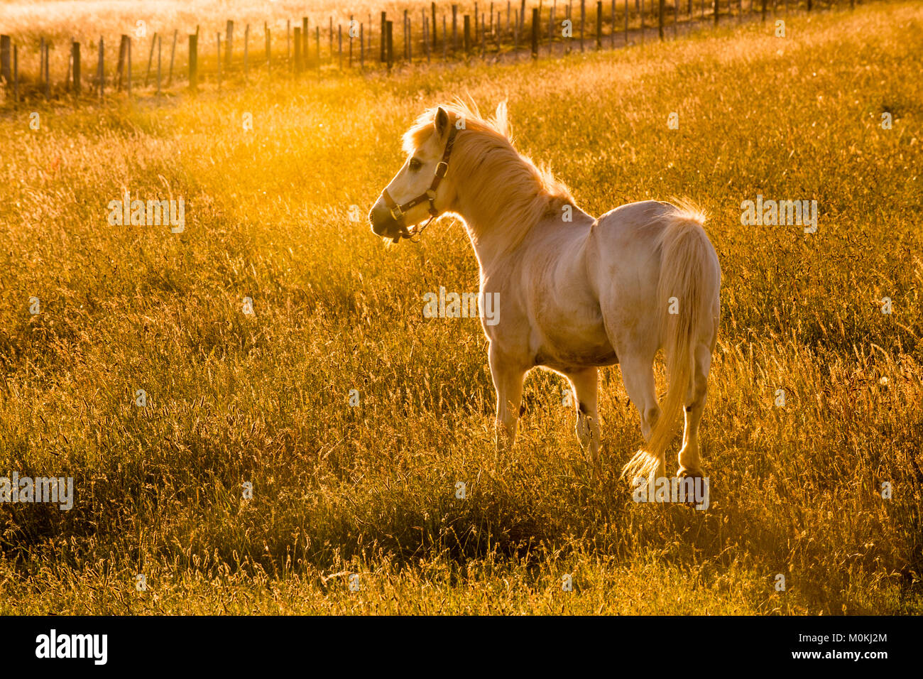 A white horse stands in the golden afternoon light in a Tasmanian pasture Stock Photo