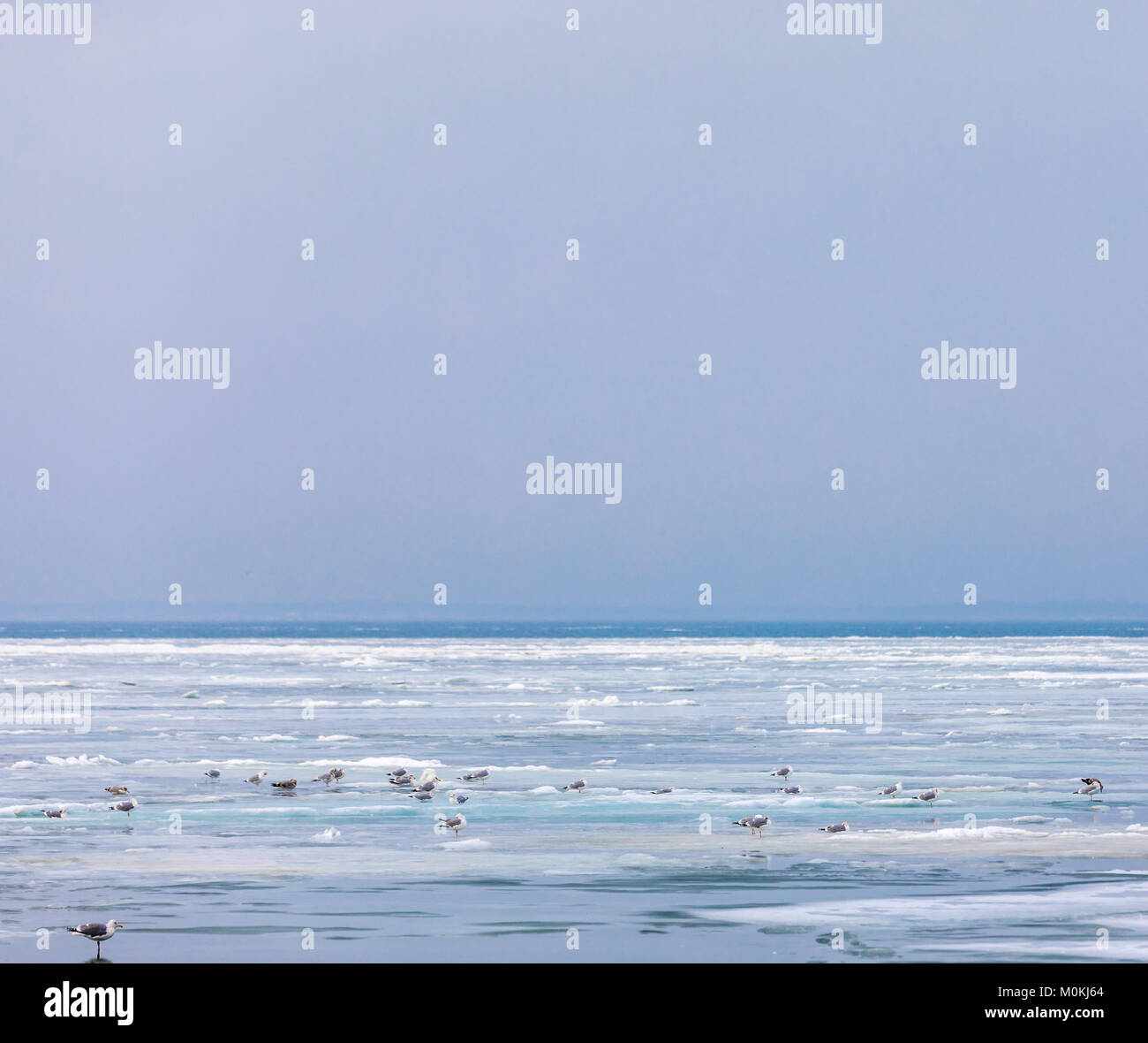 sea gulls standing on a bay that has frozen over Stock Photo