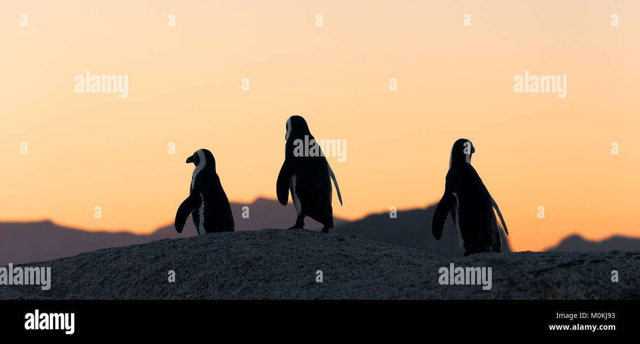 African penguins  at sunset near Cape Town, South Africa. The African Penguin (Spheniscus demersus), also known as the Jackass Penguin and Black-foote Stock Photo