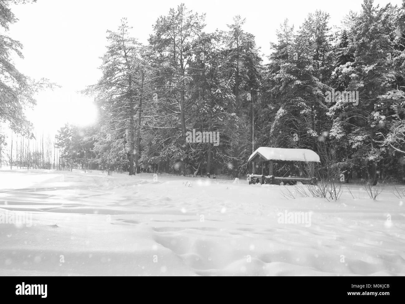 monochrome wooden gazebo in forest in winter sunny day Stock Photo - Alamy