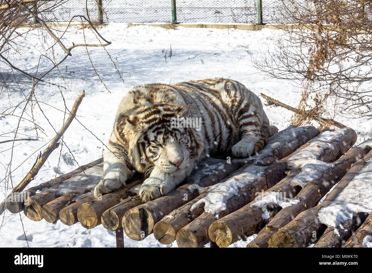 White tigers in the Siberian Tiger Park, Harbin, China Stock Photo Alamy