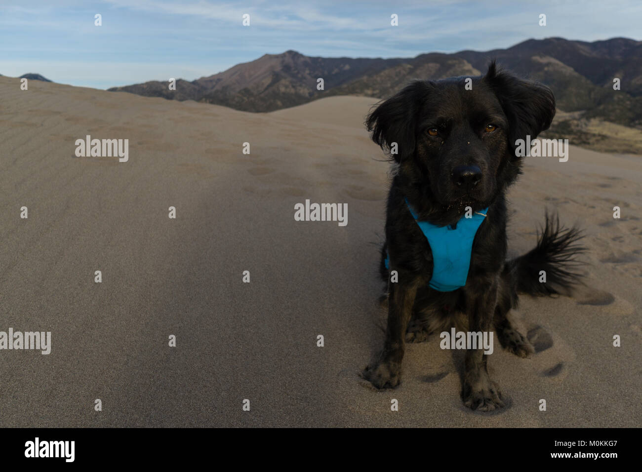 Dogs are allowed in the Great Sand Dunes National Park, in Colorado. Stock Photo