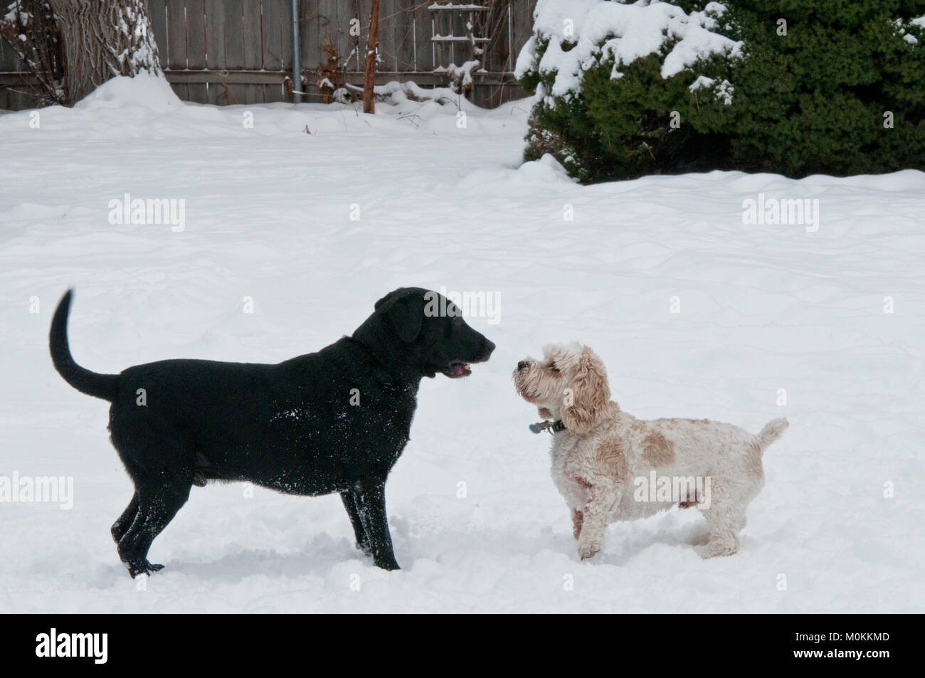 Black Lab and Cockapoo playing in snow Stock Photo