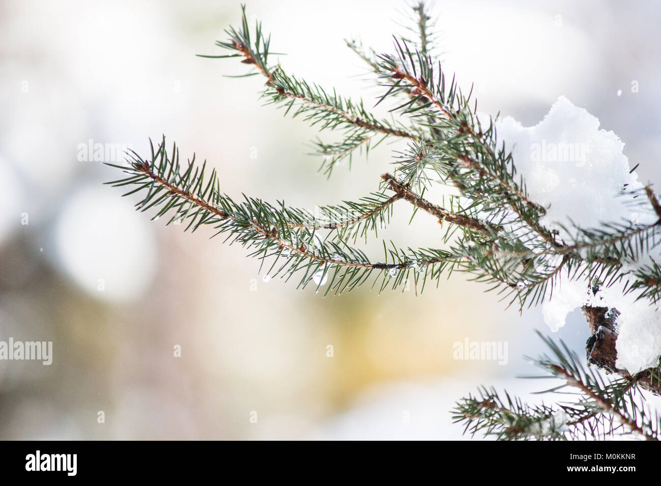 23 January 18 Leaves Of Norway Spruce Picea Abies Covered With Snow And Water Drop Stock Photo Alamy