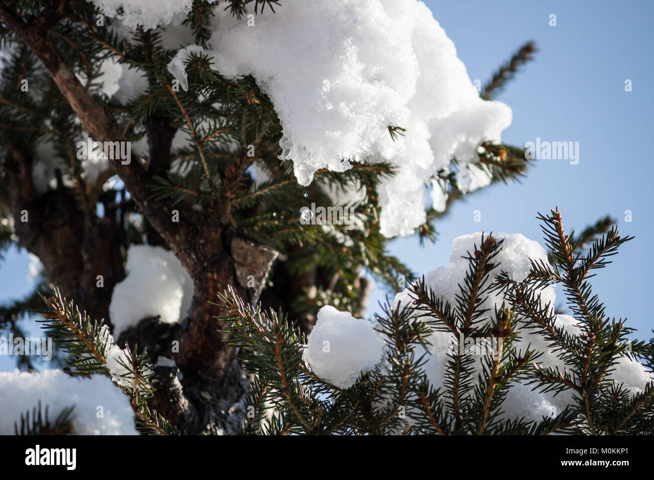 23 January 2018  Water is dropping from snow on Norway Spruce (Picea abies) Stock Photo