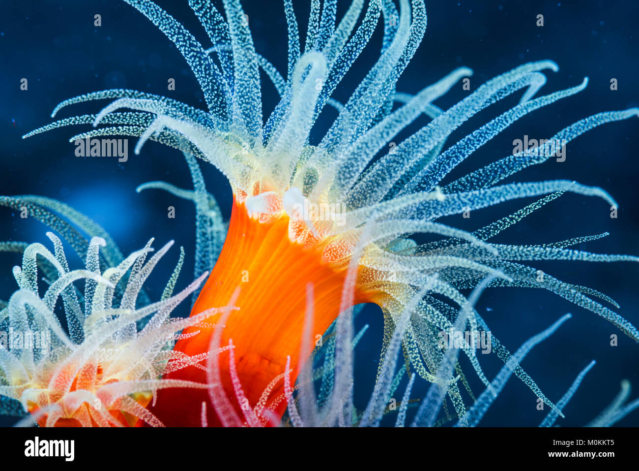 Dendrophullia sp.  spreading its tentacles. Stock Photo