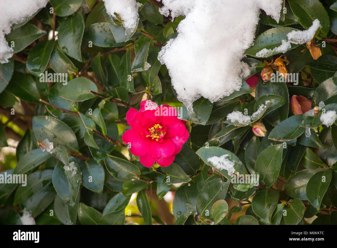 23 January 2018, Japan 2 A Pink Camellia Sasanqua is blooming after the snowy night Stock Photo