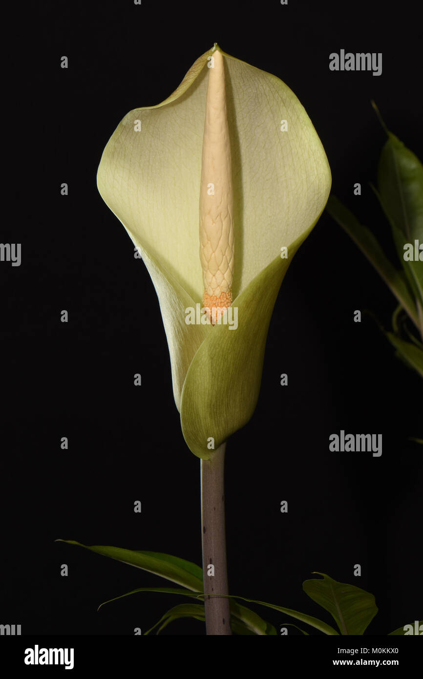 Amorphophallus asterostigmatus. Carrion Lily. Voodoo Lily. Corpse Lily. Thailand Amorphophallus Stock Photo