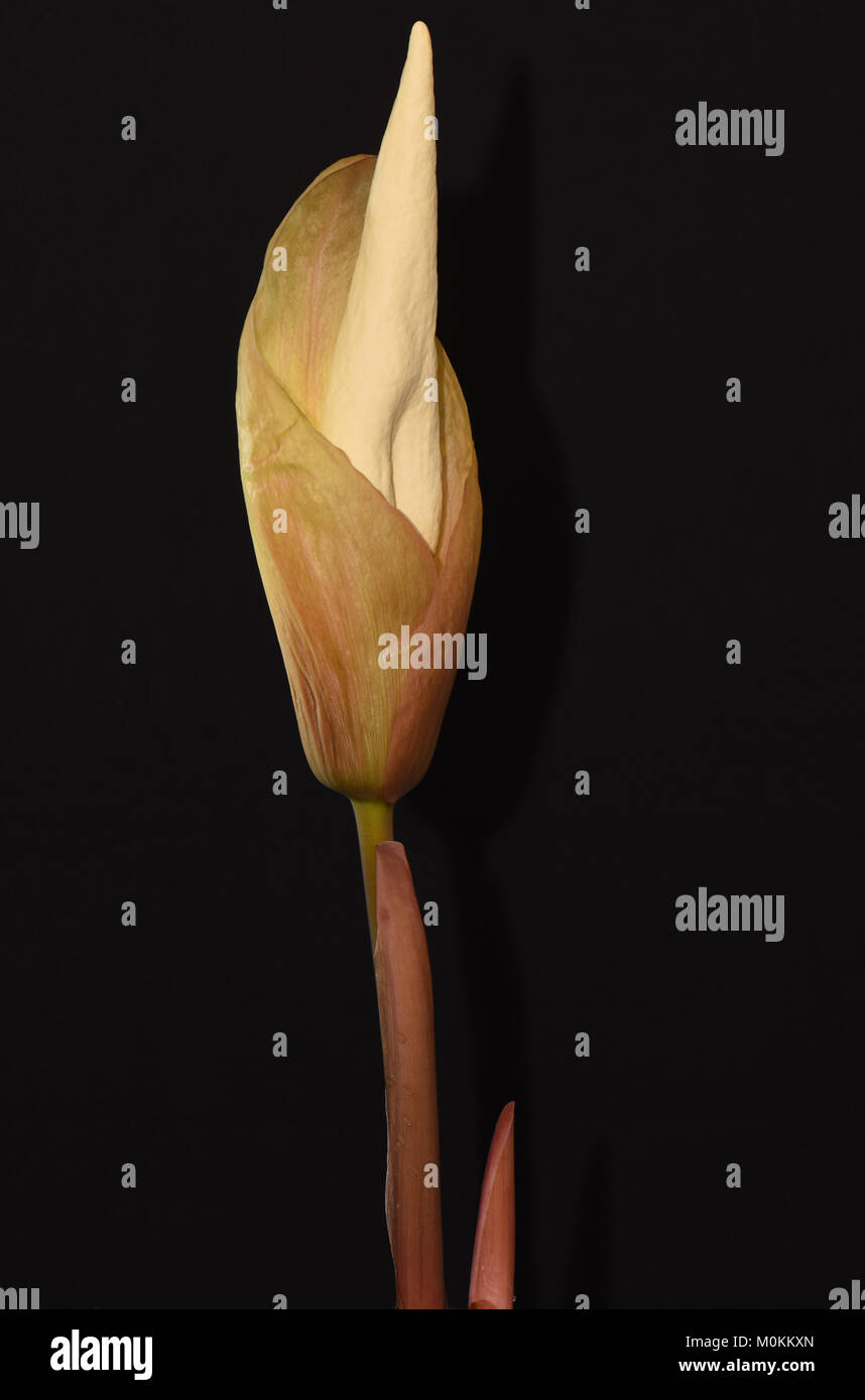 Amorphophallus cicatricifer. Carrion Lily. Voodoo Lily. Corpse Lily. Thailand Amorphophallus Stock Photo