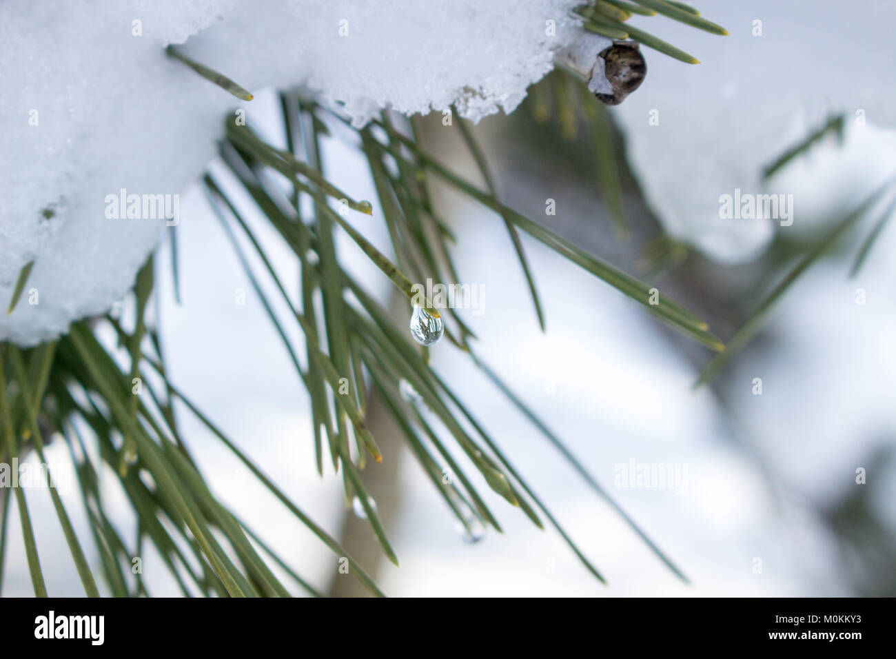 23 January 2018, Japan Pine tree leaves covered with freshly white powder snow in Japan Stock Photo