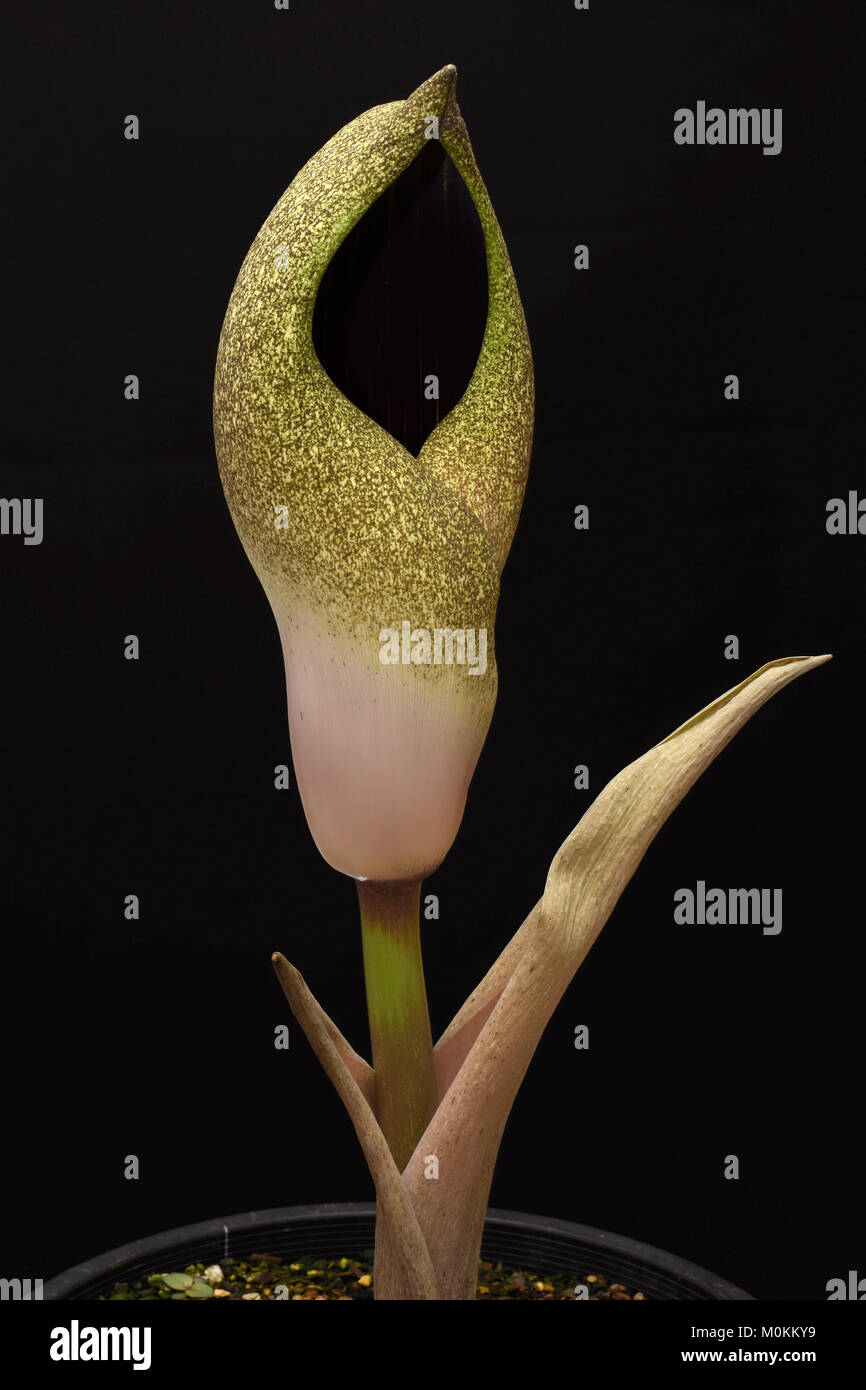 Amorphophallus dracontioides. Carrion Lily. Voodoo Lily. Corpse Lily. African Amorphophallus Stock Photo