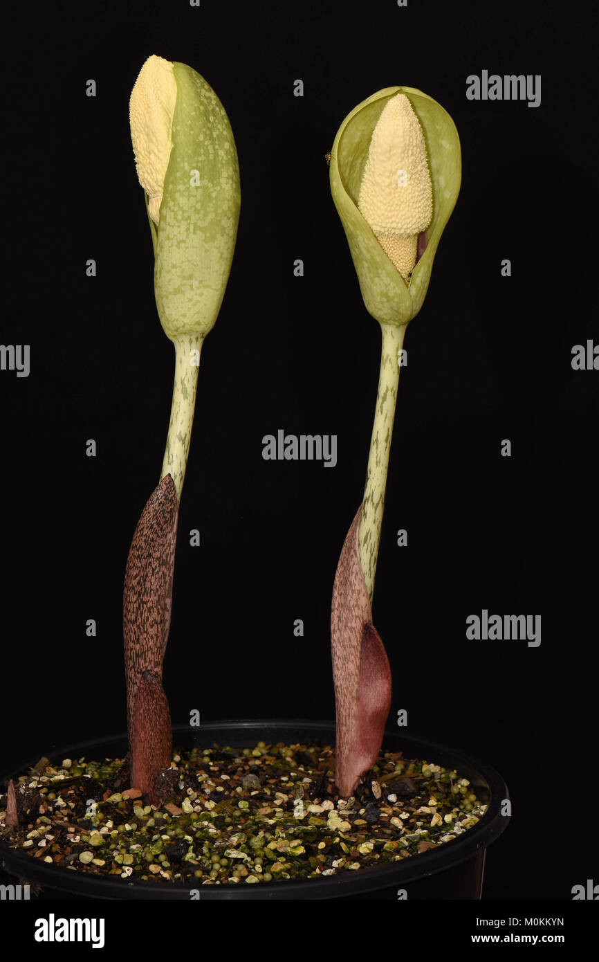 Amorphophallus dunnii. Carrion Lily. Voodoo Lily. Corpse Lily. China Amorphophallus Stock Photo