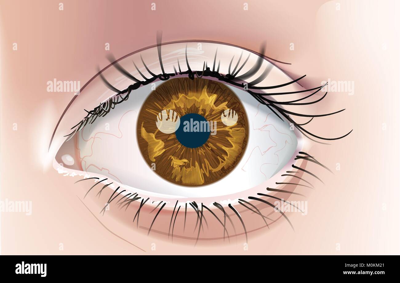 A realistic drawing of a human eye with a brown iris. Closeup. This is