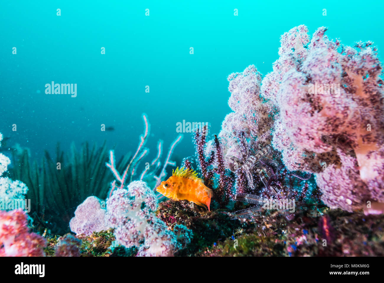 Soft coral garden Stock Photo - Alamy