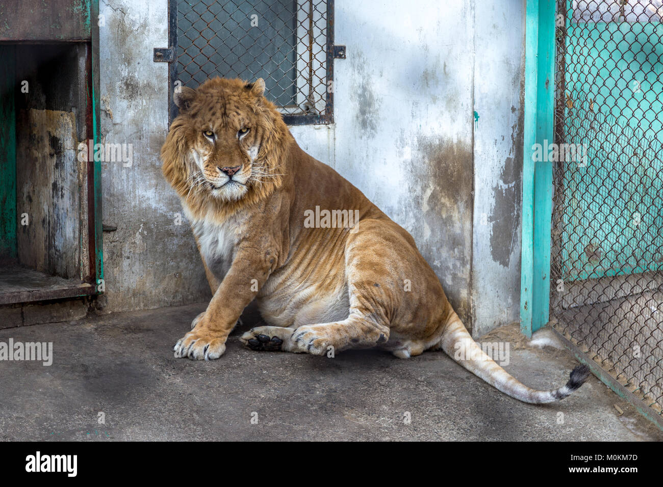 A Liger in the Siberian Tiger Park, Harbin, China. The Liger is the