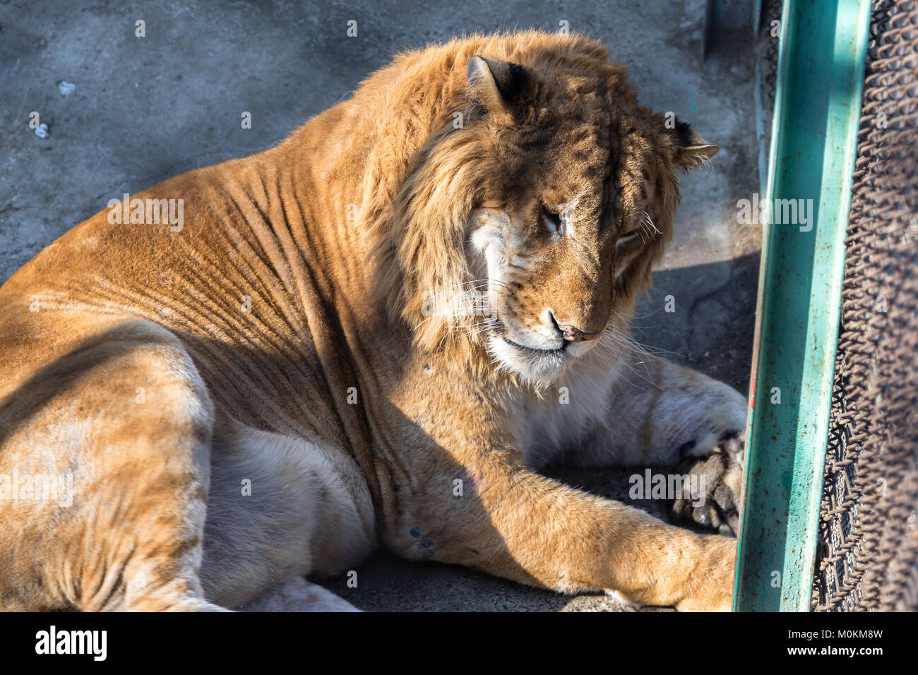 A Liger in the Siberian Tiger Park, Harbin, China. The Liger is the hybrid  of a