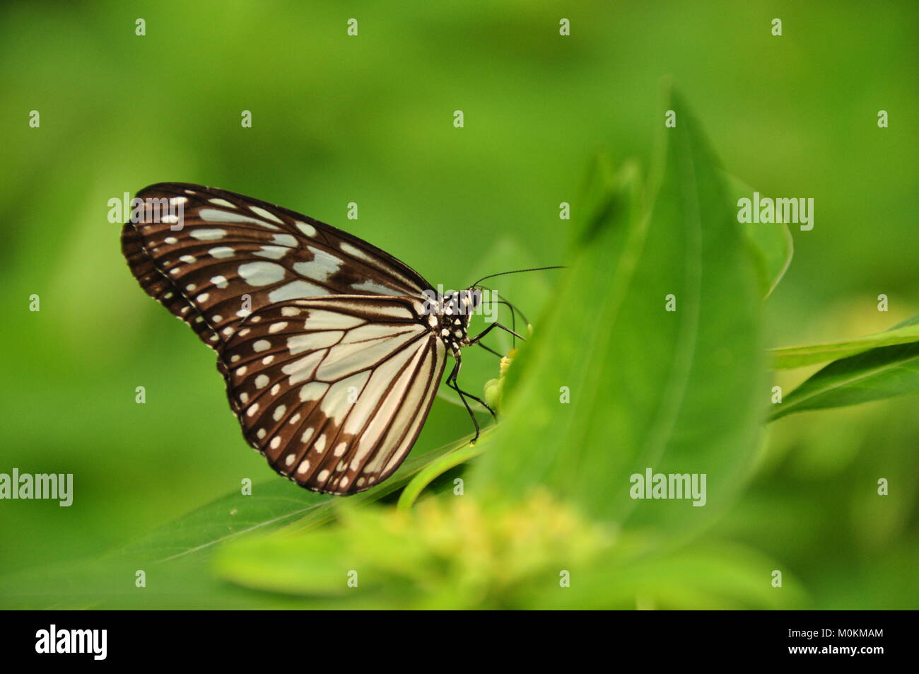 Butterfly with special patterns hi-res stock photography and images - Alamy