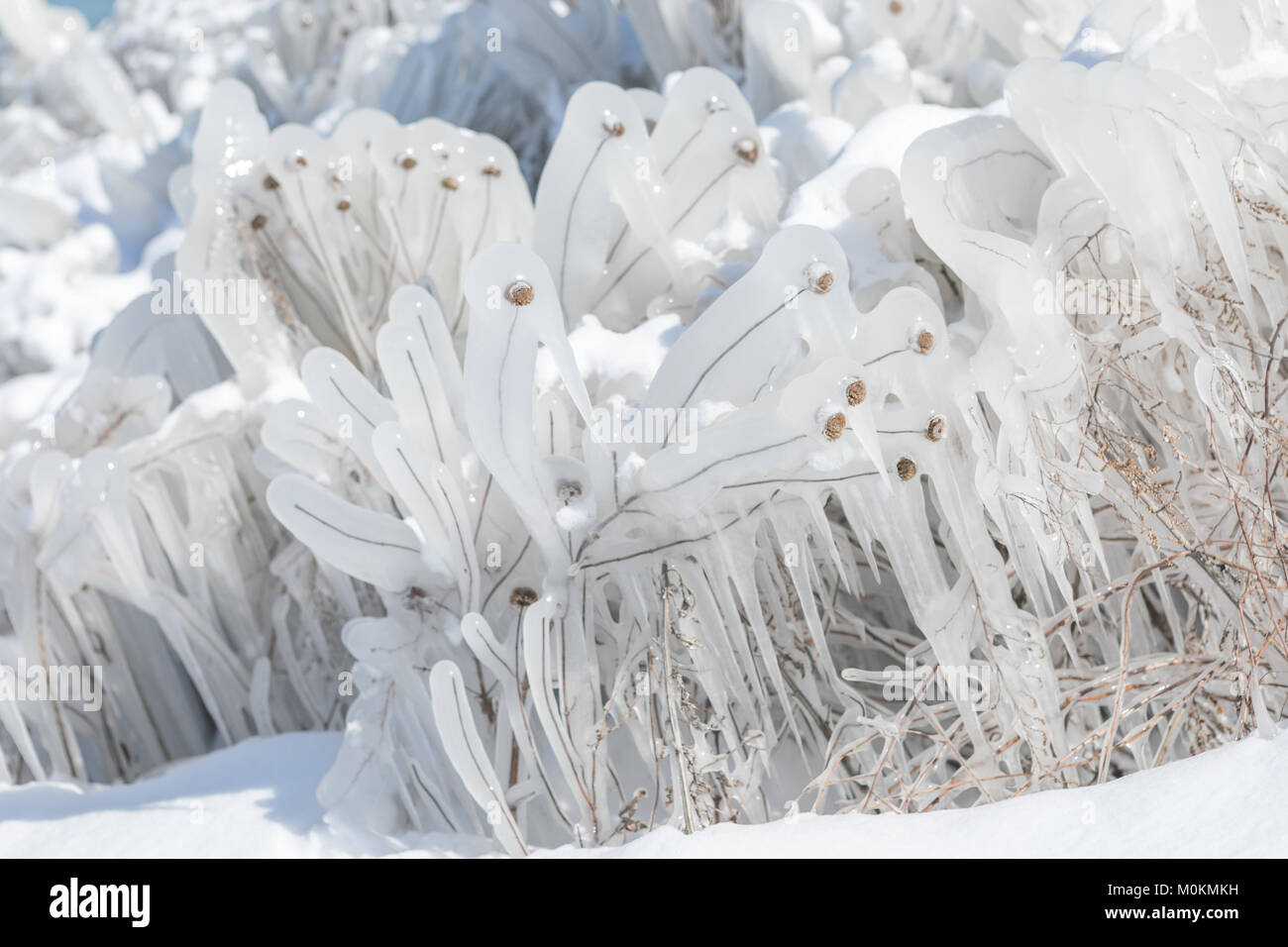 Frozen plants covered in ice Stock Photo Alamy
