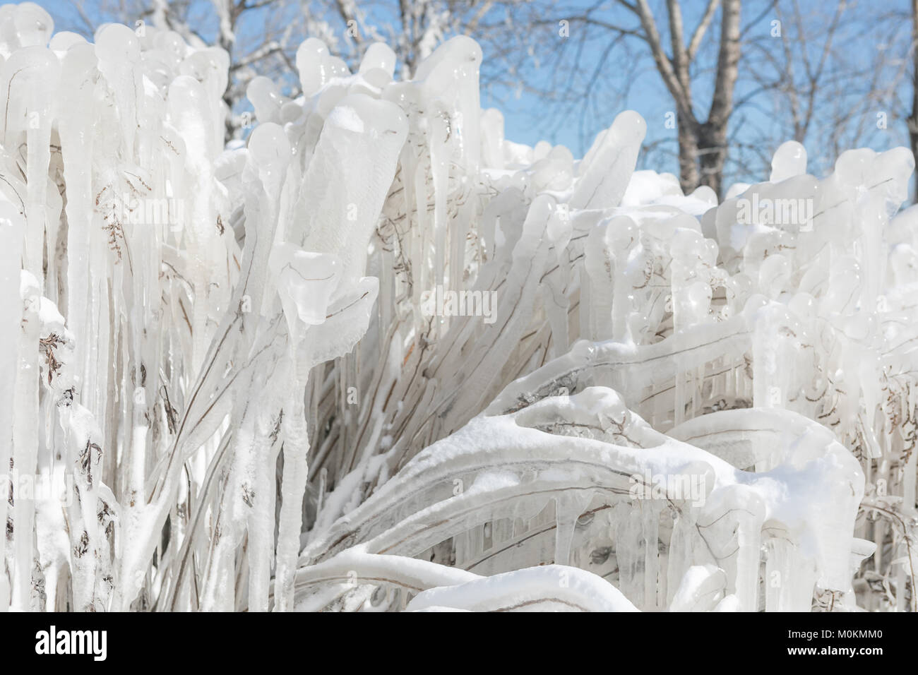 Frozen plants covered in ice Stock Photo Alamy